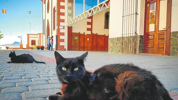 Artenara quiere saber dónde está Luna