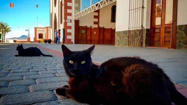 «Artenara está llena de gatos abandonados»