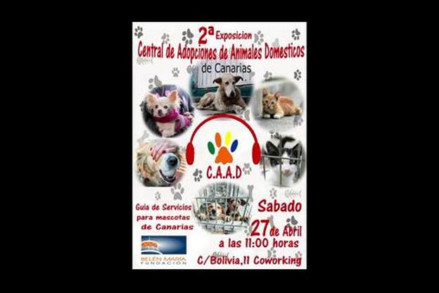 Abierta la exposición de animales abandonados