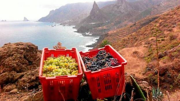 Un vino canario, entre los mejores del mundo