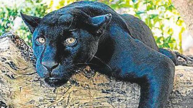 Naya, el nuevo ejemplar de pantera de Loro Parque