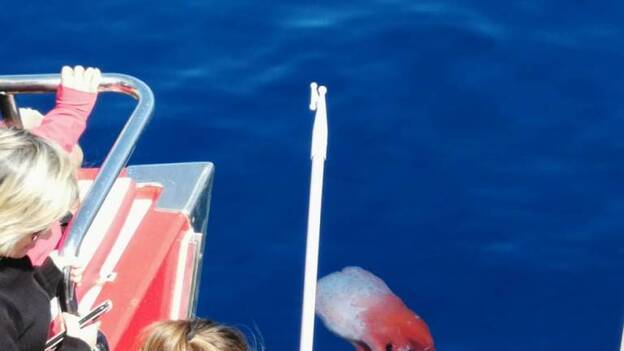 Un enigmático pulpo aparece en Puerto Rico