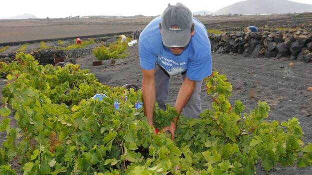 Plazo aún para optar a las ayudas a las viñas