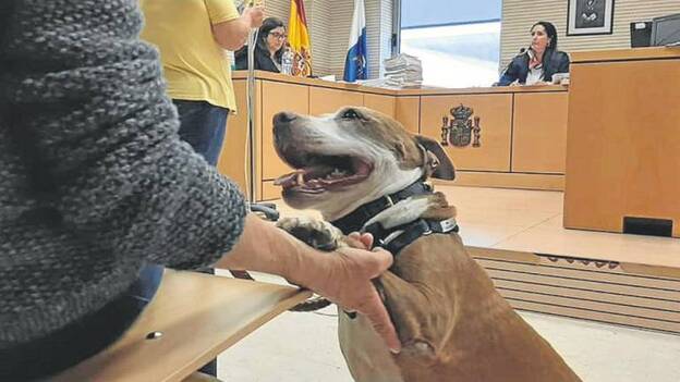 Una jueza llama a una perra como testigo en el juicio de su maltrato
