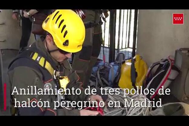 Anillamiento de tres pollos de halcón peregrino en Madrid