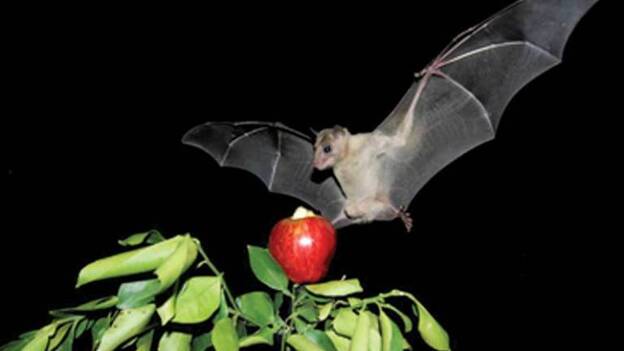 El murciélago hembra cautivo ofrece sexo a los machos a cambio de comida