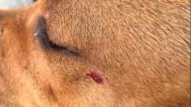 Un perro abandonado impide salir a una vecina