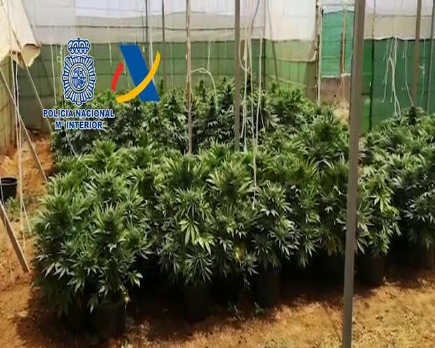 Detenido tras hallar 499 plantas de marihuana en su domicilio