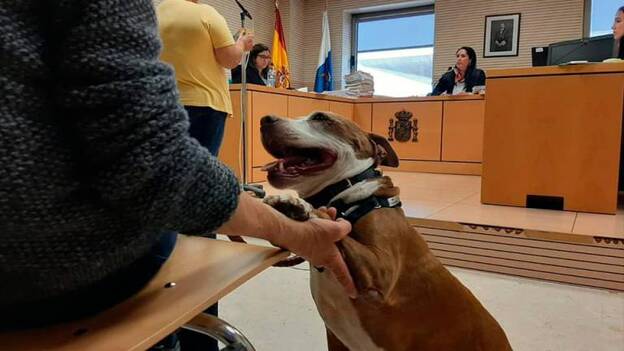 A la cárcel por maltratar a una perra y dejarla al borde de la muerte