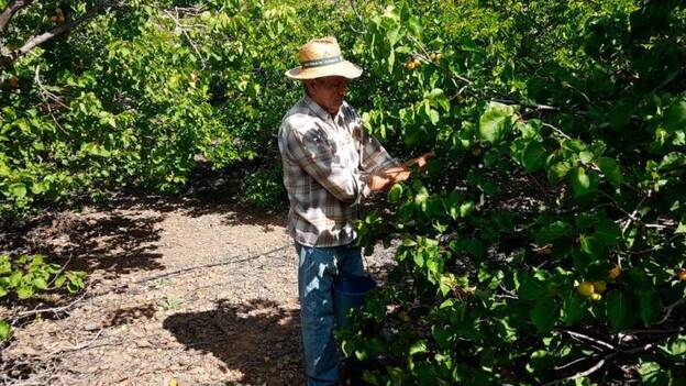 La sequía castiga al albaricoque de Tirajana