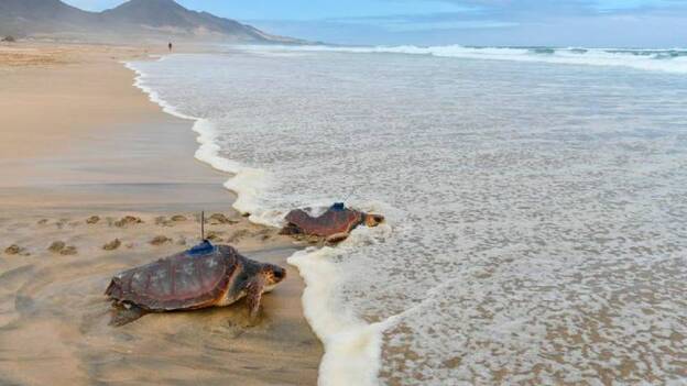 Martínez Cano, comprometidos con el cuidado de Canarias