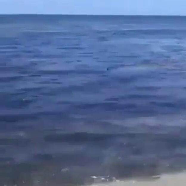 Un perro se salva de morir devorado por un tiburón