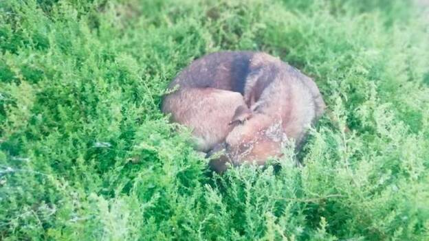 Abandonan a un cachorro en el barranco