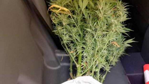 Plantan marihuana en su terreno de medianías