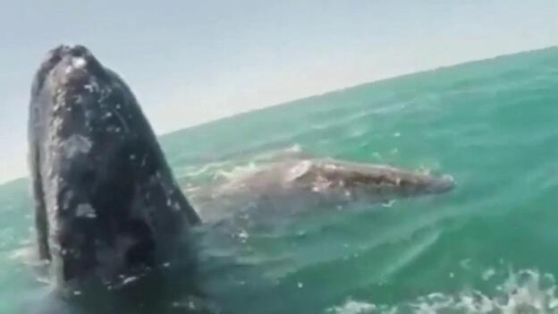 Un turista acaricia a una cría de ballena
