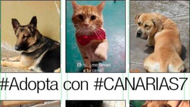 Leales.org actúa contra los santeros en la Noche de San Juan