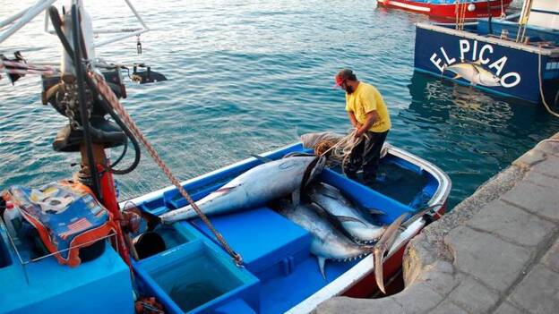 La Cofradía de Arguineguín estudia parar a empleados por falta de pesca