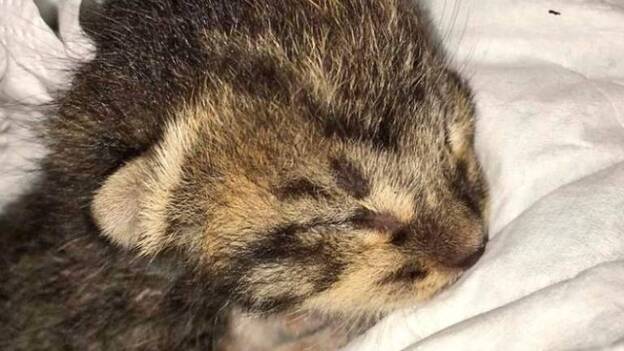 Unos niños rescatan a una cría de gato