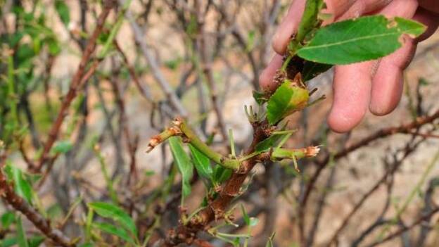 Betancuria apela a la colaboración ciudadana contra las cabras sueltas