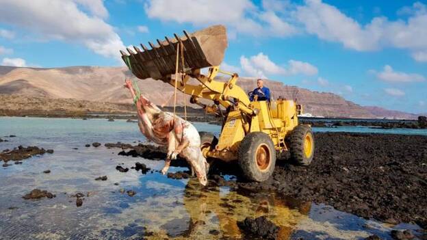 Retiran una vaca muerta en plena costa de Haría