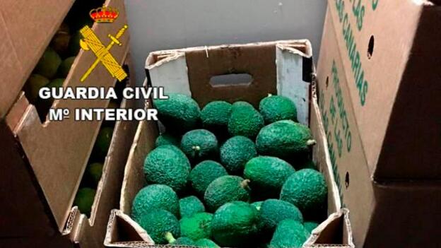 Detenidos tres hombres tras robar 250 kilos de aguacates en un finca de Tegueste