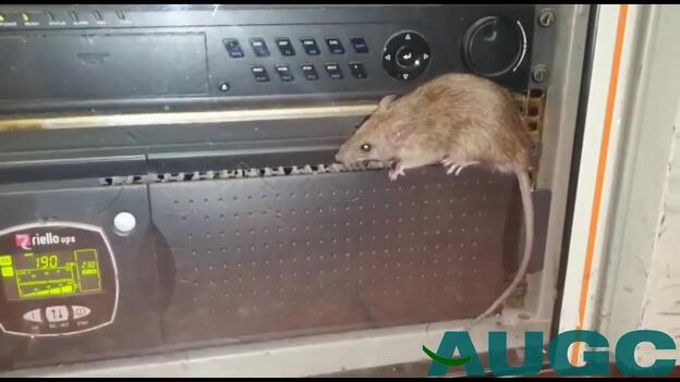 Ratas en el cuartel de la Guardia Civil