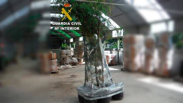 Vendía una especie exótica invasora