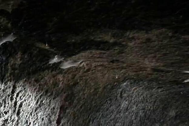 El Cabildo fija criterios de participación en Risco Caído