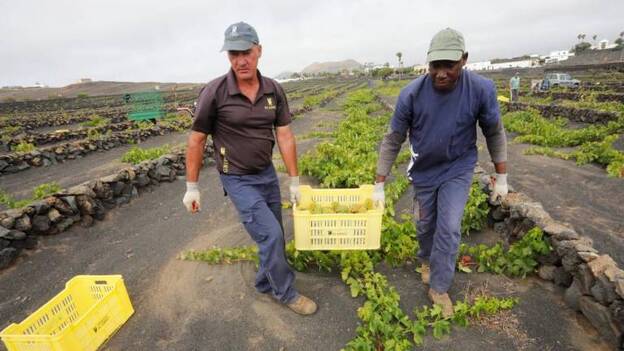 La cosecha podrá rondar los 3 millones de kilos de uva
