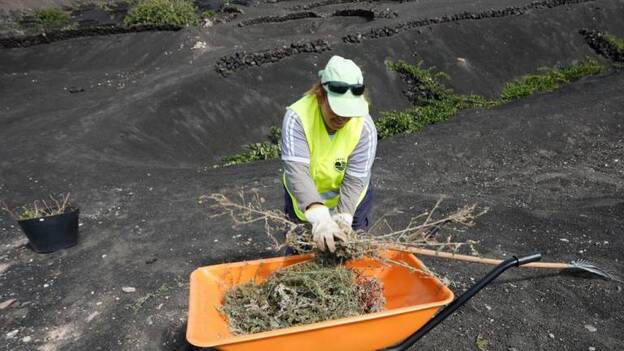 ‘Maqueando’ La Geria y ayudando a la integración