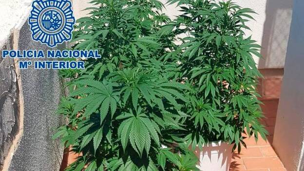 Tenía once plantas de marihuana en su casa