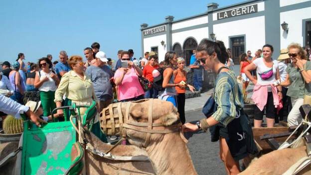 Vendimia tradicional en La Geria