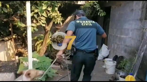 La Guardia Civil evacua los animales de un vecino