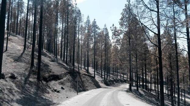 Esperanza ante unos ecosistemas capaces de brotar de las cenizas