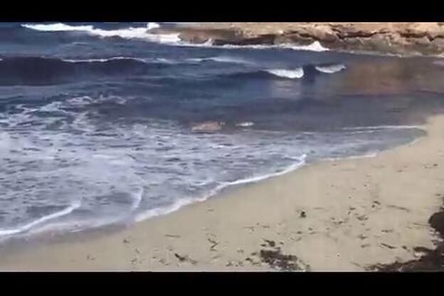 Aparece el cadáver de un delfín en descomposición en Marbella