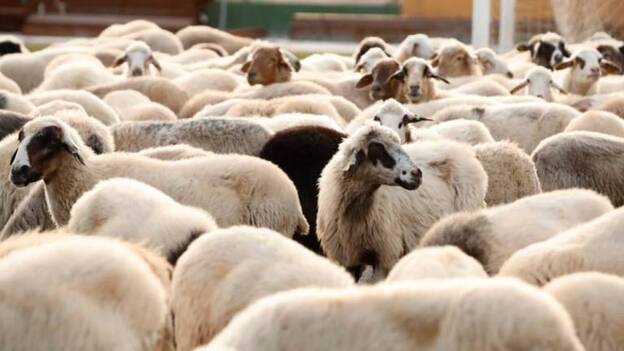 Sin plan de evacuación para los animales