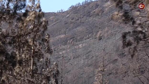 Así quedó la zona de ‘hombre muerto’ del pinar de Tamadaba