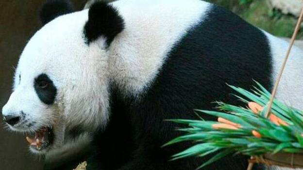 Fallece el oso panda Chuang Chuang