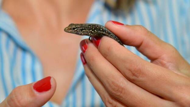Nacen 105 crías de lagarto gigante en El Hierro