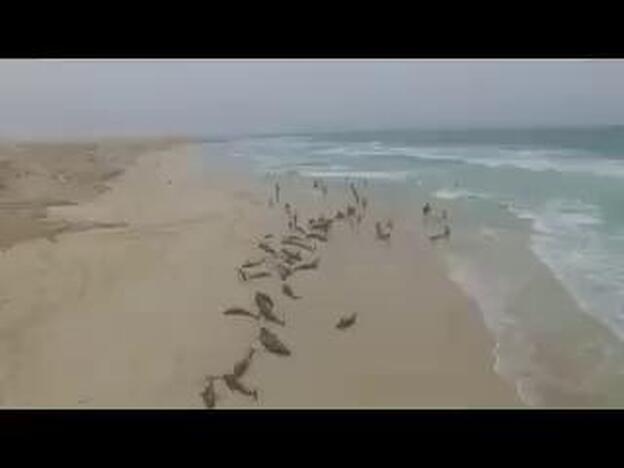 Varamiento masivo de delfines en Cabo Verde
