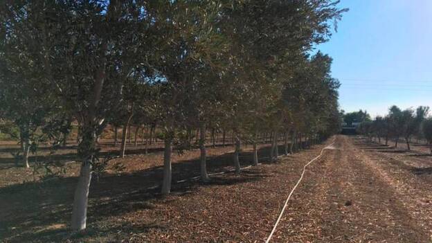 Los aranceles de EE UU castigan a los aceites, vinos y quesos españoles