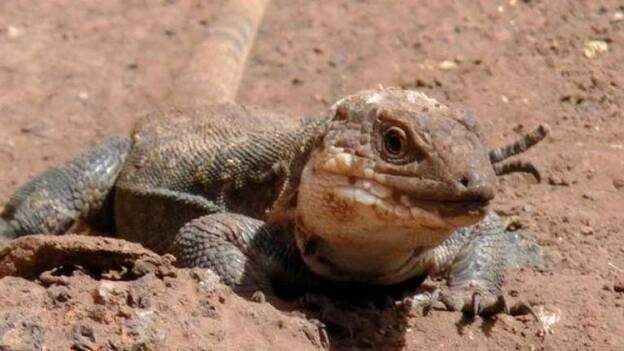 La Gomera cría en cautividad a 400 ejemplares del Lagarto Gigante