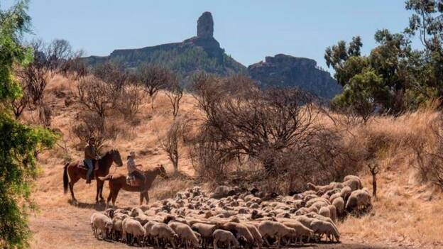 Ganado trashumante en la ceniza de la cumbre de Gran Canaria