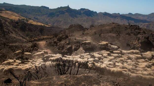 Una trashumancia entre cenizas