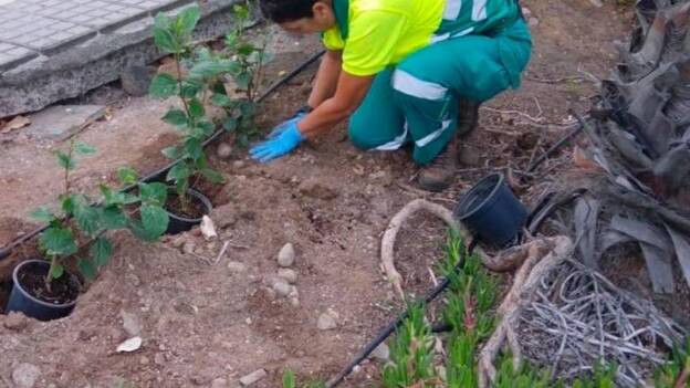Robo masivo de plantas en La Minilla