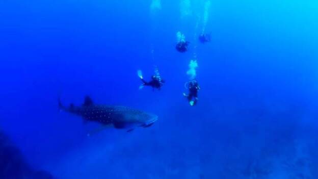 Fin a las restricciones al buceo en El Hierro