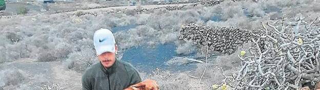 Denunciado el envenenamiento de cuatro perros en Haría