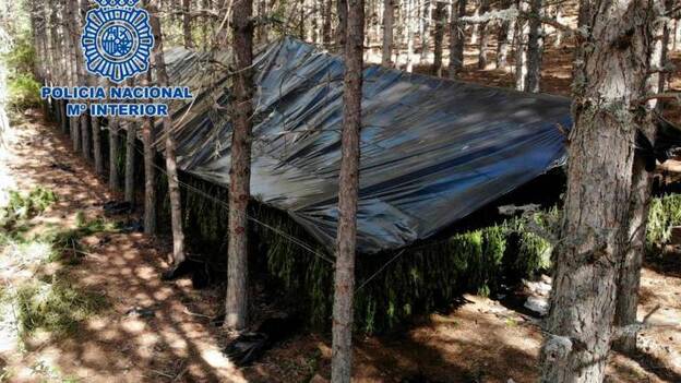 Cultivaron 2 toneladas de marihuana en plena serranía