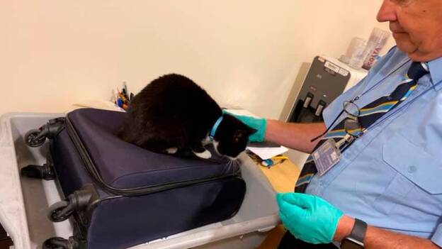 Le paran en el aeropuerto por llevar un gato en la maleta