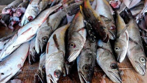 Intervienen 52 kilos de merluza en Lanzarote